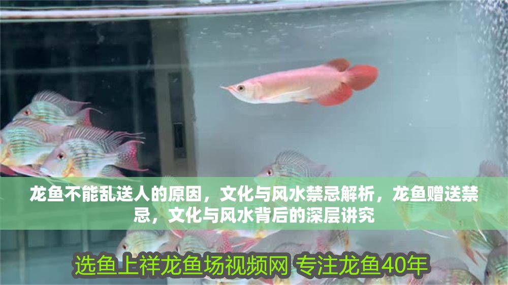 龍魚不能亂送人的原因，文化與風水禁忌解析，龍魚贈送禁忌，文化與風水背后的深層講究