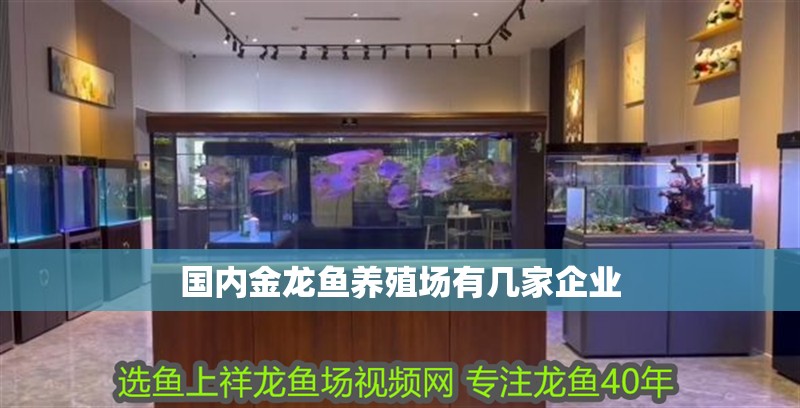 國內金龍魚養殖場有幾家企業 國內金龍魚養殖場有幾家企業 龍魚百科