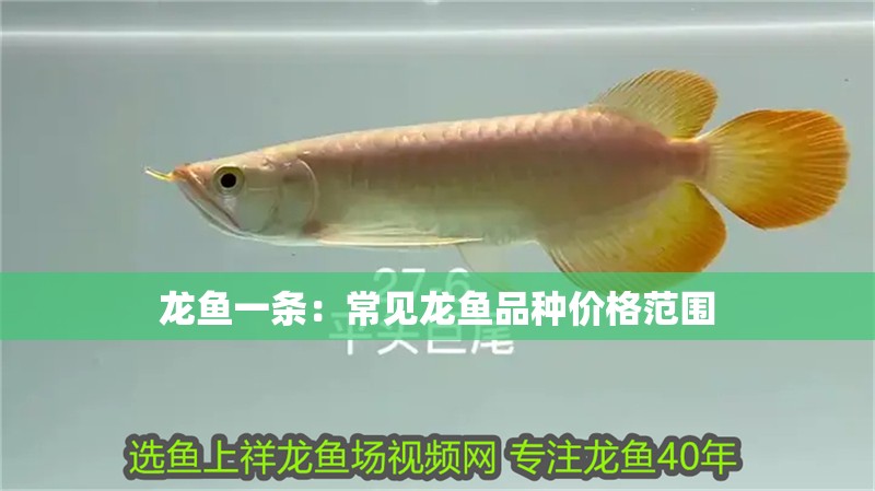 龍魚一條：常見龍魚品種價格范圍