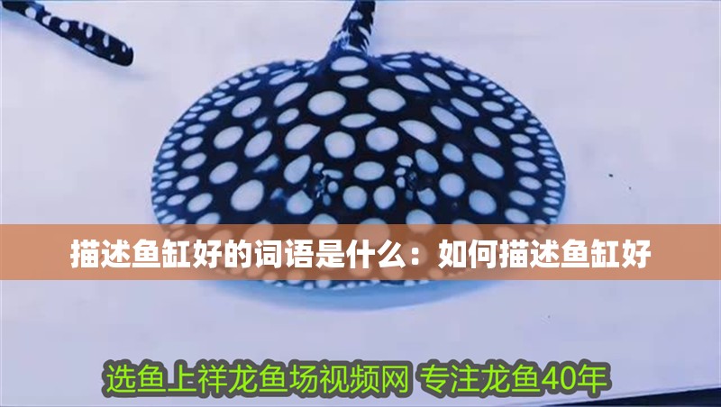描述魚缸好的詞語是什么：如何描述魚缸好