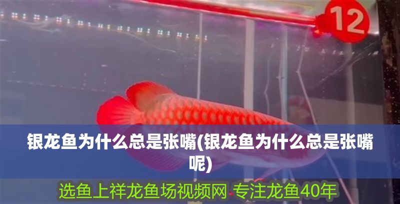 銀龍魚為什么總是張嘴(銀龍魚為什么總是張嘴呢) 銀龍魚為什么總是張嘴(銀龍魚為什么總是張嘴呢) 銀龍魚百科 第1張