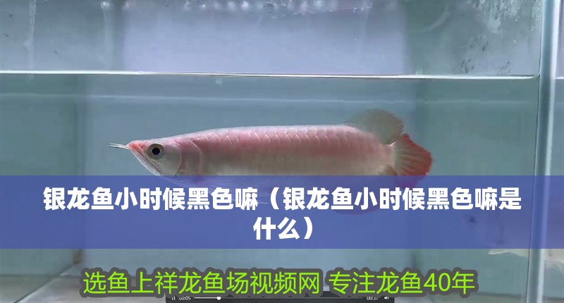 銀龍魚(yú)小時(shí)候黑色嘛（銀龍魚(yú)小時(shí)候黑色嘛是什么）