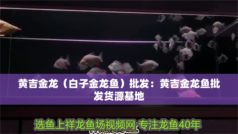 黃吉金龍（白子金龍魚）批發：黃吉金龍魚批發貨源基地