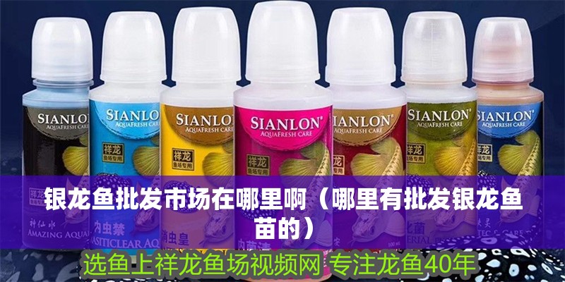 銀龍魚批發市場在哪里啊（哪里有批發銀龍魚苗的）