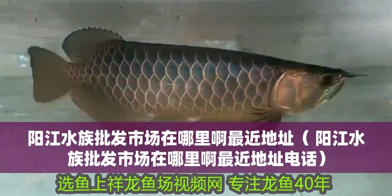 陽江水族批發(fā)市場在哪里啊最近地址（ 陽江水族批發(fā)市場在哪里啊最近地址電話）
