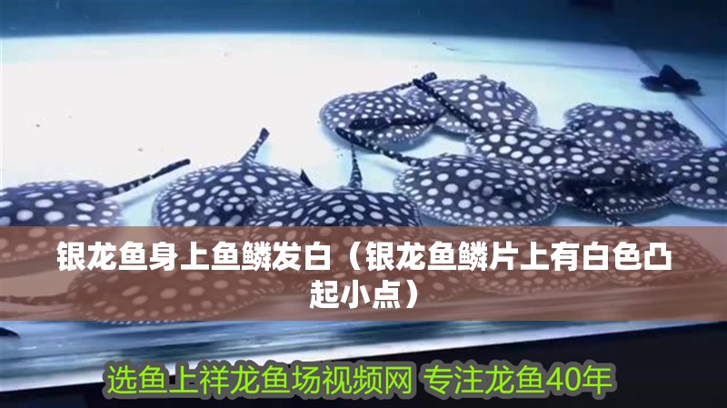 銀龍魚身上魚鱗發(fā)白（銀龍魚鱗片上有白色凸起小點(diǎn)）