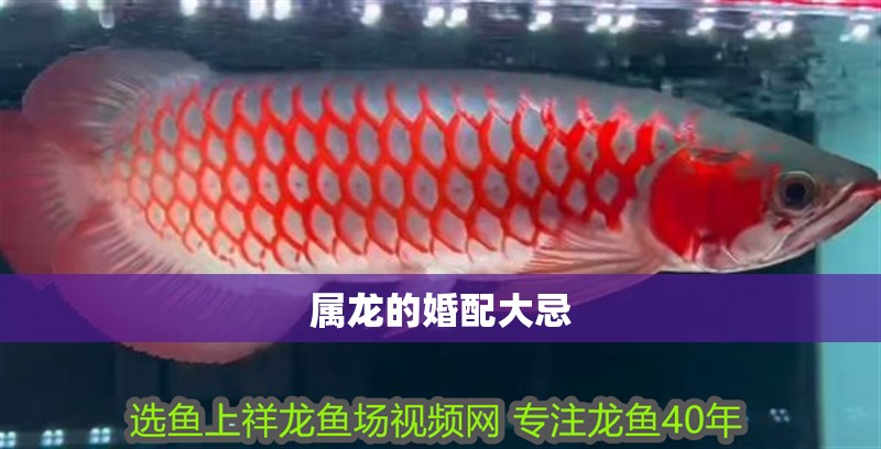 屬龍的婚配大忌 屬龍的婚配大忌 龍魚(yú)論壇