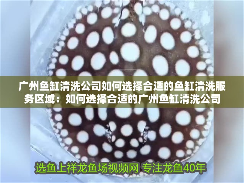 廣州魚缸清洗公司如何選擇合適的魚缸清洗服務(wù)區(qū)域：如何選擇合適的廣州魚缸清洗公司 廣州魚缸清洗公司如何選擇合適的魚缸清洗服務(wù)區(qū)域：如何選擇合適的廣州魚缸清洗公司 魚缸百科