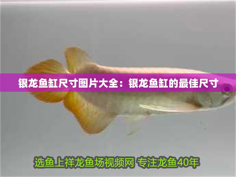 銀龍魚缸尺寸圖片大全：銀龍魚缸的最佳尺寸 銀龍魚缸尺寸圖片大全：銀龍魚缸的最佳尺寸 銀龍魚百科