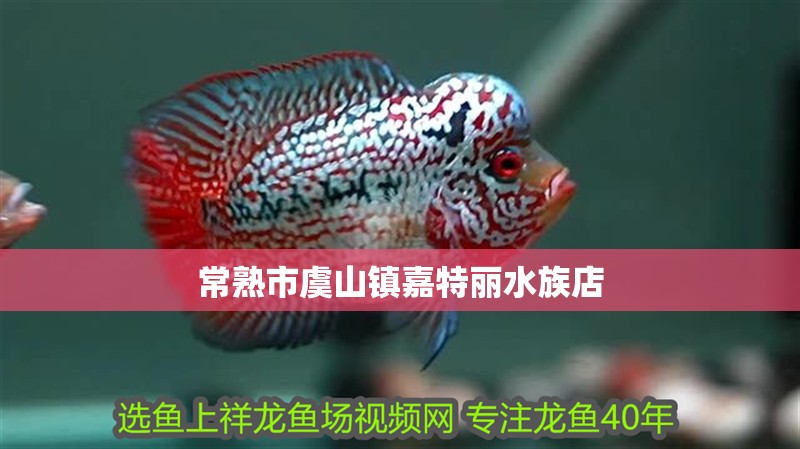 常熟市虞山鎮嘉特麗水族店