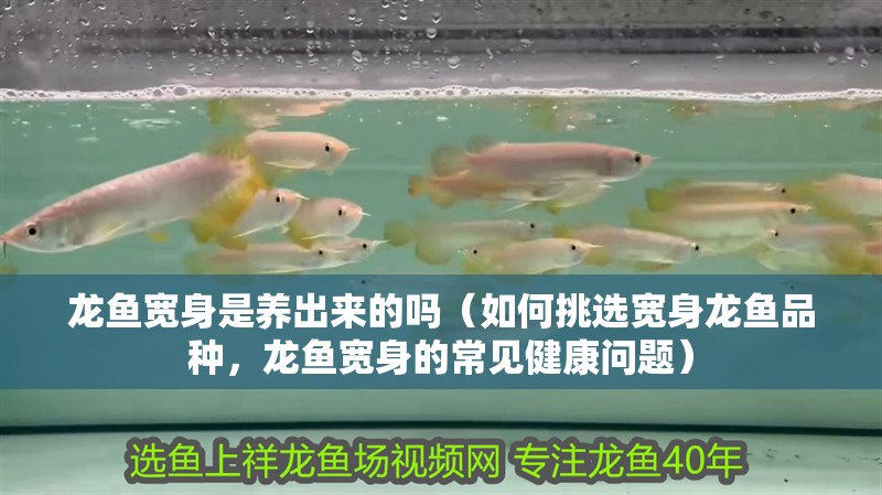 龍魚寬身是養出來的嗎（如何挑選寬身龍魚品種，龍魚寬身的常見健康問題）