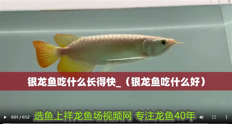 銀龍魚吃什么長得快_（銀龍魚吃什么好） 銀龍魚吃什么長得快_（銀龍魚吃什么好） 銀龍魚百科