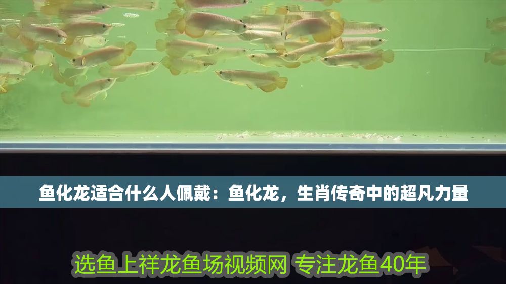 詳細閱讀:魚化龍適合什么人佩戴:魚化龍,生肖傳奇中的超凡力量 魚化龍適合什么人佩戴:魚化龍,生肖傳奇中的超凡力量