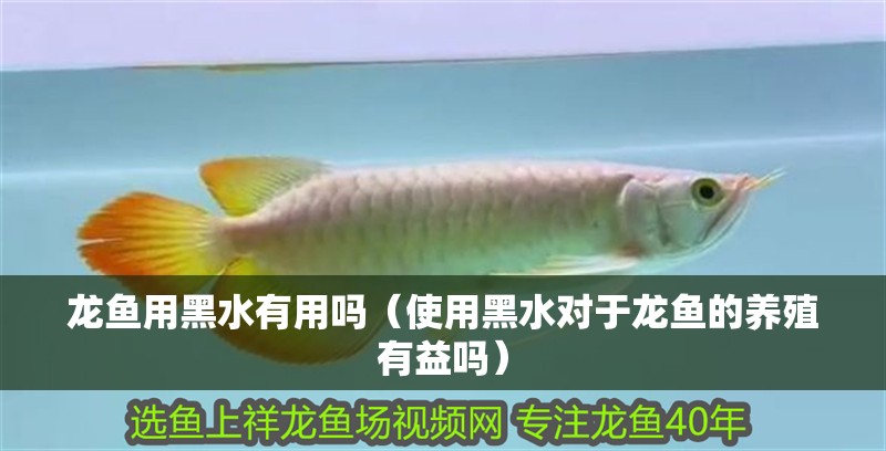龍魚用黑水有用嗎（使用黑水對于龍魚的養殖有益嗎）