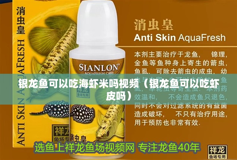 銀龍魚可以吃海蝦米嗎視頻（銀龍魚可以吃蝦皮嗎）