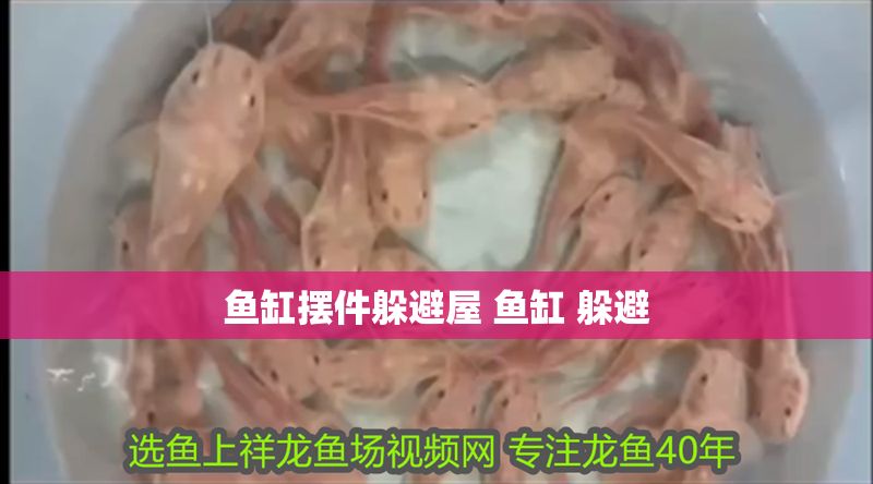 魚缸擺件躲避屋 魚缸 躲避 魚缸擺件躲避屋 魚缸 躲避 豬鼻龜百科 第1張