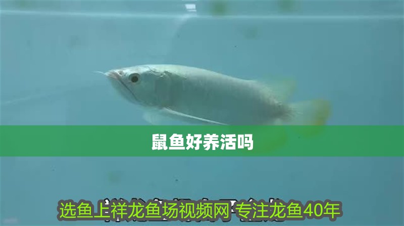 鼠魚好養(yǎng)活嗎 鼠魚好養(yǎng)活嗎 龍魚論壇