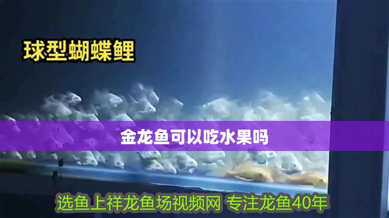金龍魚可以吃水果嗎 金龍魚可以吃水果嗎 龍魚百科 第2張