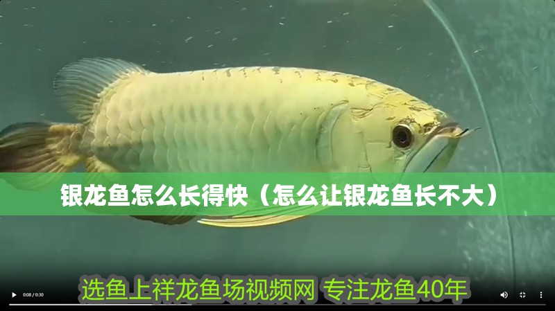 銀龍魚怎么長(zhǎng)得快（怎么讓銀龍魚長(zhǎng)不大）