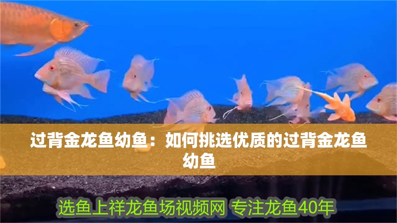 過背金龍魚幼魚：如何挑選優質的過背金龍魚幼魚