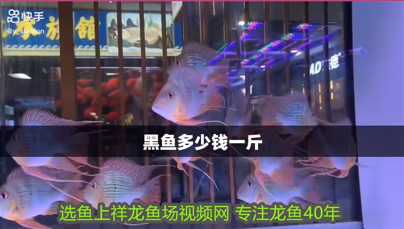 黑魚多少錢一斤