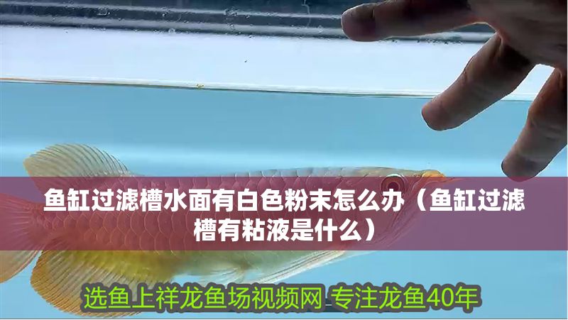 魚(yú)缸過(guò)濾槽水面有白色粉末怎么辦（魚(yú)缸過(guò)濾槽有粘液是什么）