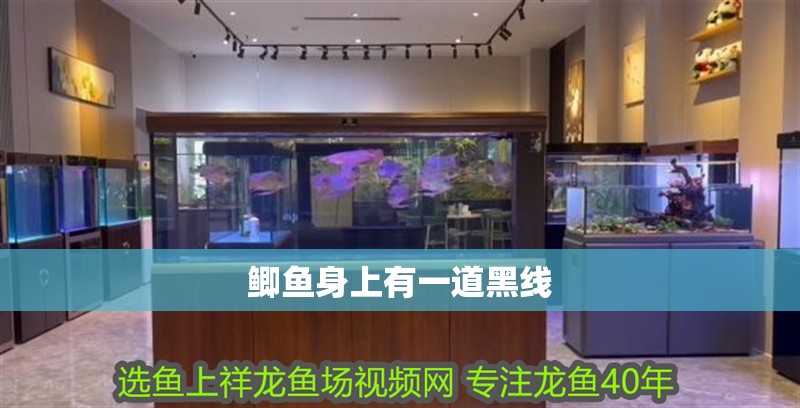 鯽魚身上有一道黑線