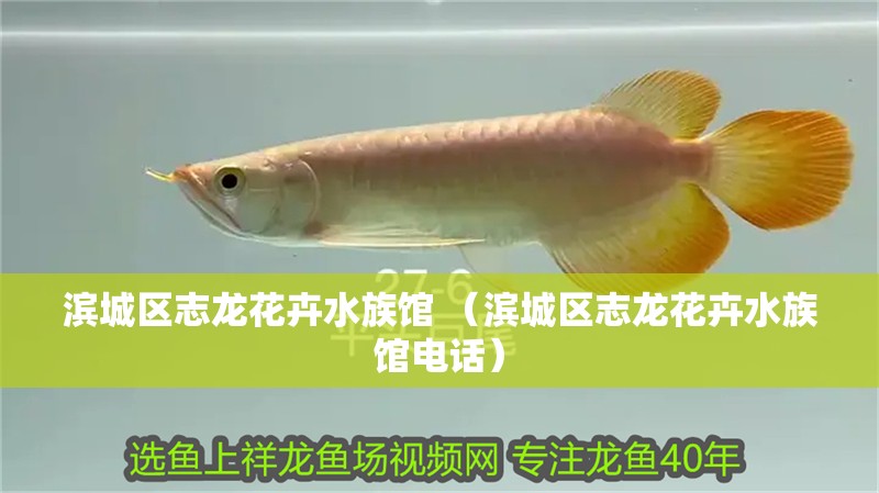 濱城區志龍花卉水族館 （濱城區志龍花卉水族館電話） 濱城區志龍花卉水族館 （濱城區志龍花卉水族館電話） 全國水族館企業名錄