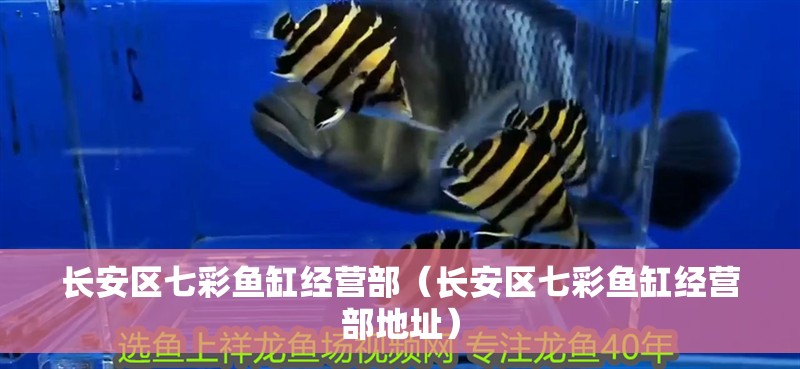 長安區七彩魚缸經營部（長安區七彩魚缸經營部地址）