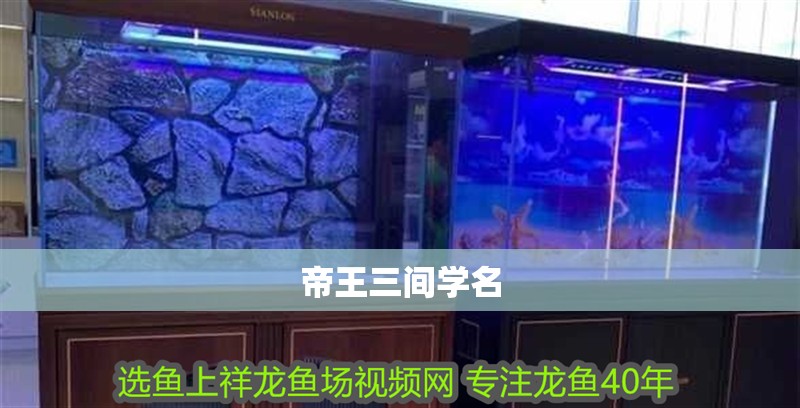 帝王三間學名 帝王三間學名 龍魚論壇