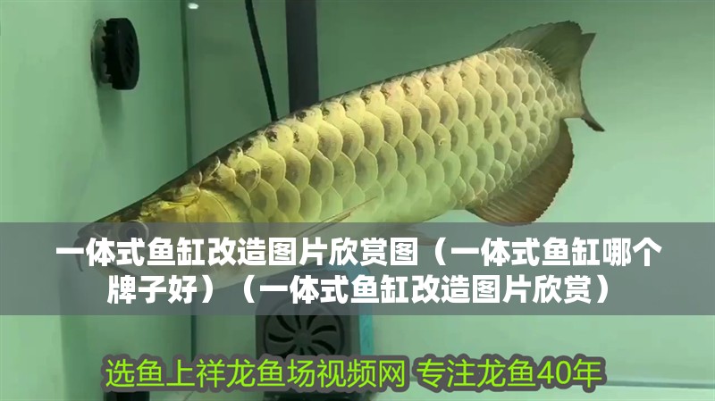 一體式魚缸改造圖片欣賞圖（一體式魚缸哪個牌子好）（一體式魚缸改造圖片欣賞）