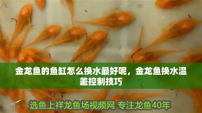 金龍魚的魚缸怎么換水最好呢，金龍魚換水溫差控制技巧