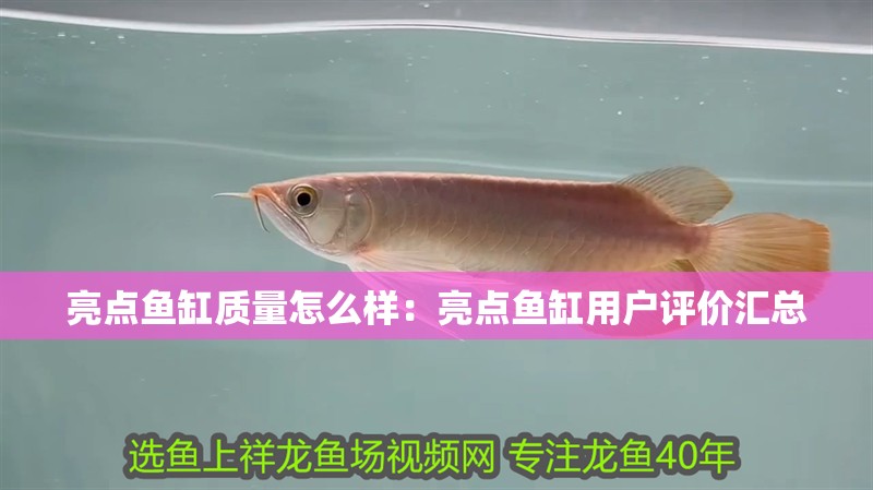 龍魚干蝦有營養(yǎng)嗎 亮點魚缸質(zhì)量怎么樣:亮點魚缸用戶評價匯總 魚缸百科 亮點魚缸質(zhì)量怎么樣:亮點魚缸用戶評價匯總 亮點魚缸質(zhì)量怎么樣:亮點魚缸用戶評價匯總 魚缸百科