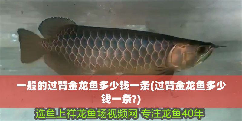一般的過背金龍魚多少錢一條(過背金龍魚多少錢一條?)