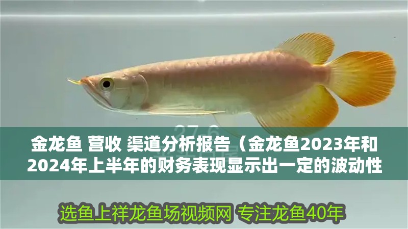 金龍魚 營收 渠道分析報(bào)告（金龍魚2023年和2024年上半年的財(cái)務(wù)表現(xiàn)顯示出一定的波動(dòng)性）