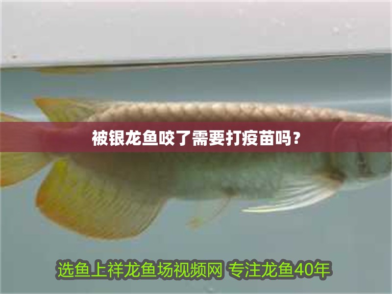 被銀龍魚咬了需要打疫苗嗎？ 被銀龍魚咬了需要打疫苗嗎？ 銀龍魚百科
