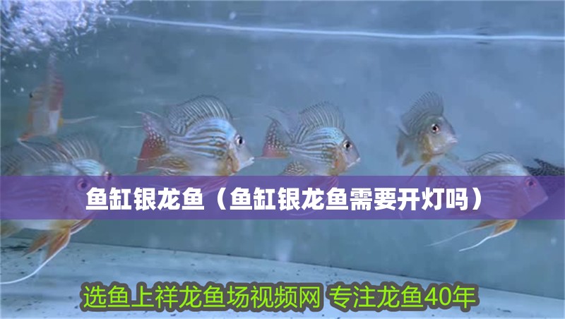 魚缸銀龍魚（魚缸銀龍魚需要開燈嗎）