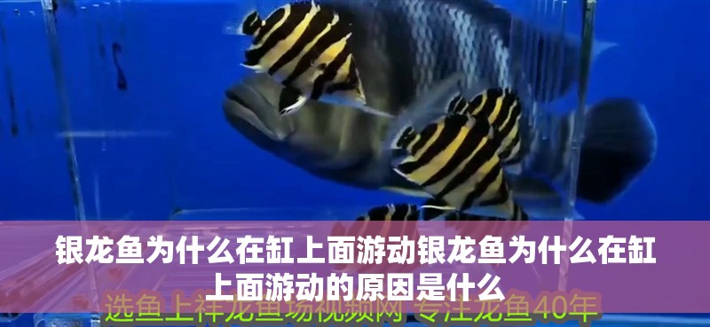 銀龍魚為什么在缸上面游動銀龍魚為什么在缸上面游動的原因是什么