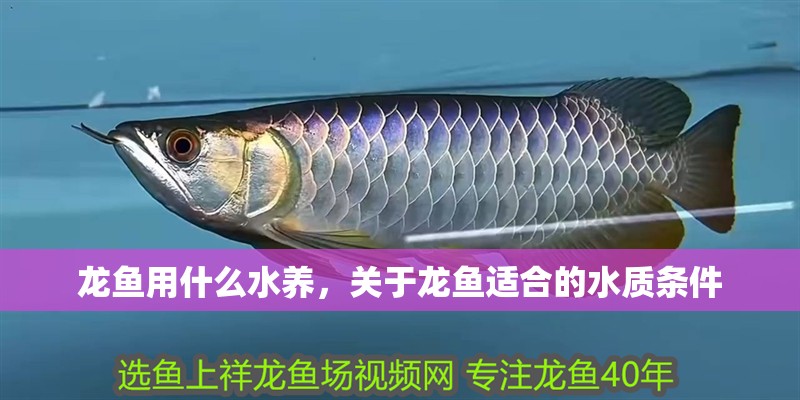 龍魚用什么水養(yǎng)，關于龍魚適合的水質條件
