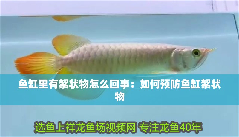 魚缸里有絮狀物怎么回事：如何預(yù)防魚缸絮狀物