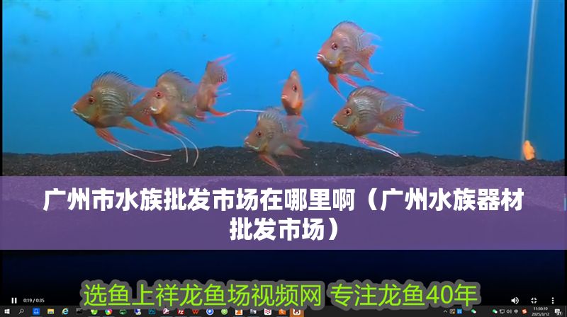廣州市水族批發(fā)市場在哪里啊（廣州水族器材批發(fā)市場） 廣州市水族批發(fā)市場在哪里啊（廣州水族器材批發(fā)市場） 元寶鳳凰魚百科 第1張