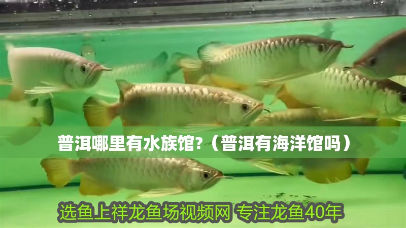 普洱哪里有水族館?（普洱有海洋館嗎）