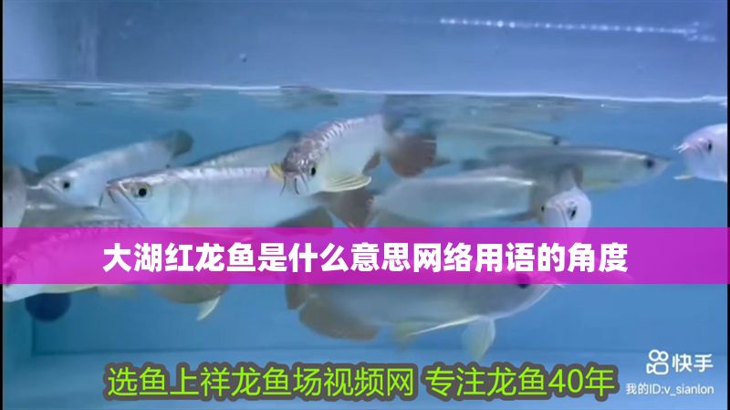 大湖紅龍魚是什么意思網絡用語的角度