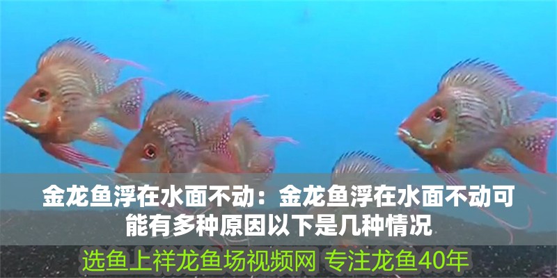 金龍魚浮在水面不動：金龍魚浮在水面不動可能有多種原因以下是幾種情況