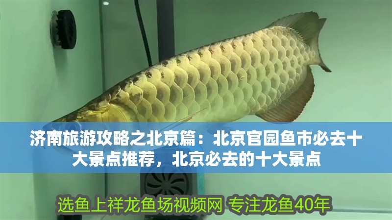 龍魚怕什么 濟南旅游攻略之北京篇:北京官園魚市必去十大景點推薦,北京必去的十大景點 魚缸百科 濟南旅游攻略之北京篇:北京官園魚市必去十大景點推薦,北京必去的十大景點 濟南旅游攻略之北京篇:北京官園魚市必去十大景點推薦,北京必去的十大景點 魚缸百科