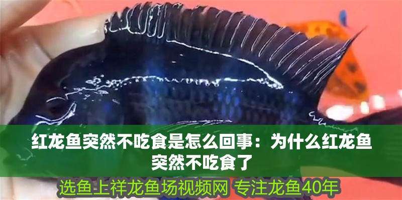 紅龍魚突然不吃食是怎么回事：為什么紅龍魚突然不吃食了