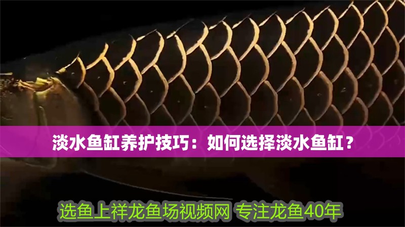 淡水魚缸養護技巧：如何選擇淡水魚缸？