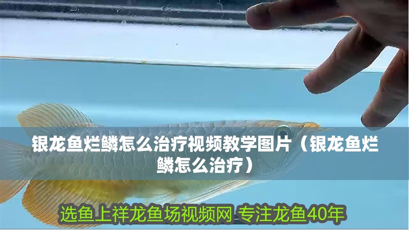 魚缸用增氧泵價格是多少:魚缸增氧機-xtrac增氧機-xtrac增氧機 銀龍魚爛鱗怎么治療視頻教學圖片(銀龍魚爛鱗怎么治療) 銀龍魚百科 銀龍魚爛鱗怎么治療視頻教學圖片(銀龍魚爛鱗怎么治療) 銀龍魚爛鱗怎么治療視頻教學圖片(銀龍魚爛鱗怎么治療) 銀龍魚百科