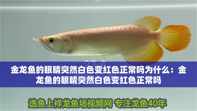 金龍魚的眼睛突然白色變紅色正常嗎為什么：金龍魚的眼睛突然白色變紅色正常嗎 金龍魚的眼睛突然白色變紅色正常嗎為什么：金龍魚的眼睛突然白色變紅色正常嗎 龍魚百科