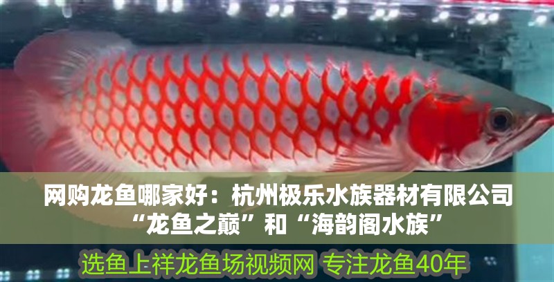 網購龍魚哪家好：杭州極樂水族器材有限公司“龍魚之巔”和“海韻閣水族”